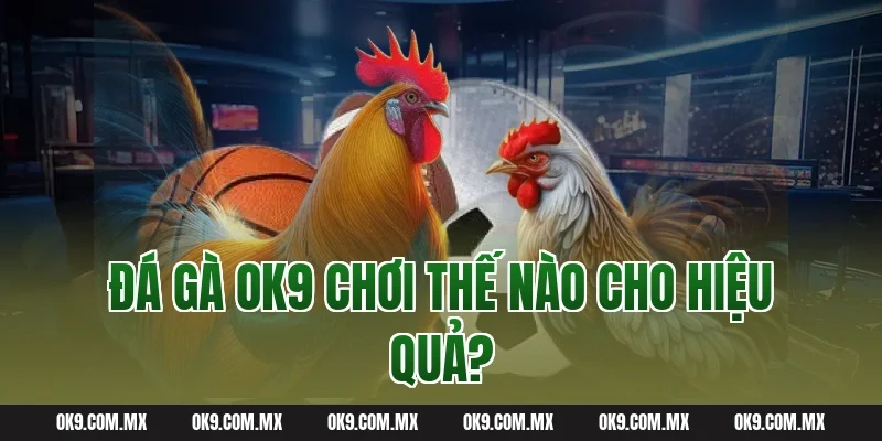 Đá gà OK9 chơi thế nào cho hiệu quả?